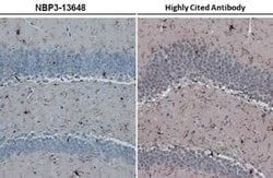 AIF-1/Iba1 Antibody (HL22), Novus Biologicals 100 &mu;g; Unconjugated:Antibodies,
