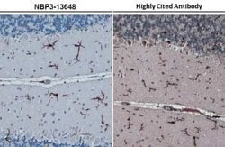 AIF-1/Iba1 Antibody (HL22), Novus Biologicals 100 &mu;g; Unconjugated:Antibodies,