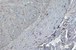AIF-1/Iba1 Antibody (HL22), Novus Biologicals 100 &mu;g; Unconjugated:Antibodies,