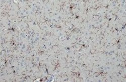 AIF-1/Iba1 Antibody (HL22), Novus Biologicals 100 &mu;g; Unconjugated:Antibodies,