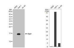 AIF-1/Iba1 Antibody (HL22), Novus Biologicals 100 &mu;g; Unconjugated:Antibodies,