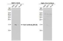 AIF-1/Iba1 Antibody (HL22), Novus Biologicals 100 &mu;g; Unconjugated:Antibodies,