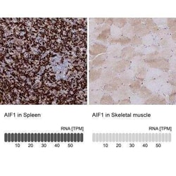 AIF-1/Iba1 Antibody, Novus Biologicals:Antibodies:Primary Antibodies