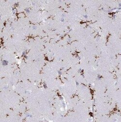 AIF-1/Iba1 Antibody, Novus Biologicals:Antibodies:Primary Antibodies
