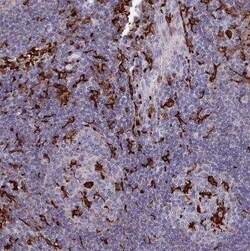 AIF-1/Iba1 Antibody, Novus Biologicals:Antibodies:Primary Antibodies