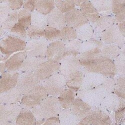 AIF-1/Iba1 Antibody, Novus Biologicals:Antibodies:Primary Antibodies