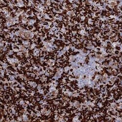 AIF-1/Iba1 Antibody, Novus Biologicals:Antibodies:Primary Antibodies