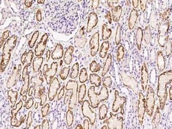 AIF1L Antibody, Novus Biologicals 100 &mu;g; Unconjugated:Antibodies, Polyclonal