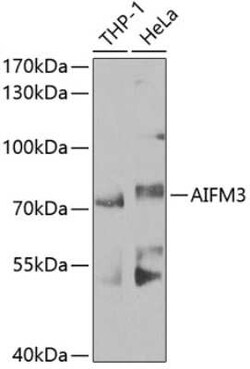AIFM3 Antibody - BSA Free, Novus Biologicals 0.02 mL, Unconjugated:Antibodies,