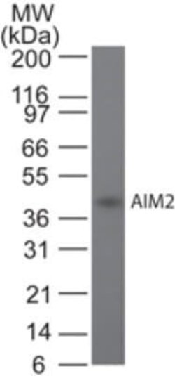 AIM2 Antibody (10M5G5) - Azide and BSA Free, Novus Biologicals 0.1 mg;