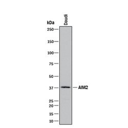 Human AIM2 Antibody, R D Systems 25 &mu;g Unconjugated:Antibodies, Monoclonal