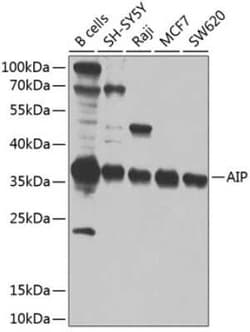 AIP/ARA9 Antibody - BSA Free, Novus Biologicals 0.02 mL | Buy Online | Novus Biologicals | Fisher Scientific