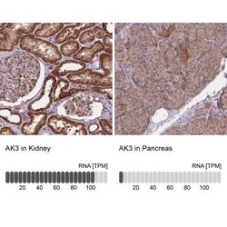 AK3 Antibody, Novus Biologicals 0.1 mL, Unconjugated:Antibodies, Polyclonal