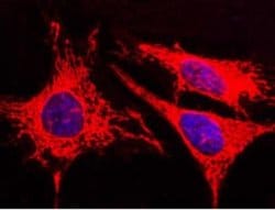 AK3L1 Rabbit anti-Human, Clone: 10, Novus Biologicals:Antibodies:Primary