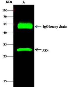 AK3L1 Rabbit anti-Human, Clone: 10, Novus Biologicals:Antibodies:Primary