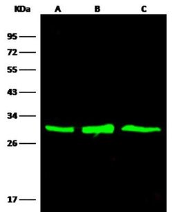 AK3L1 Rabbit anti-Human, Clone: 10, Novus Biologicals:Antibodies:Primary