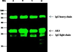 AK3L1 Rabbit anti-Human, Clone: 14, Novus Biologicals 50 &mu;g; Unconjugated:Antibodies,