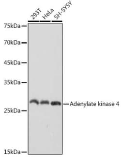 AK3L1 Rabbit anti-Human, Rat, Clone: 9T5P1, Novus Biologicals 20 &mu;g;
