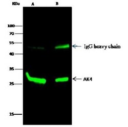 AK3L1 Antibody, Novus Biologicals 100 &mu;g; Unconjugated:Antibodies, Polyclonal