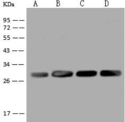 AK3L1 Antibody, Novus Biologicals:Antibodies:Primary Antibodies