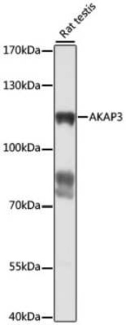 AKAP3 Antibody - Azide and BSA Free, Novus Biologicals:Antibodies:Primary
