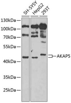 AKAP5 Antibody - BSA Free, Novus Biologicals:Antibodies:Primary Antibodies