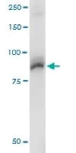 AKAP95/AKAP8 Antibody (3D4), Novus Biologicals 0.1 mg, Unconjugated:Antibodies,