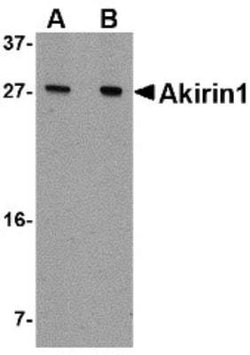 AKIRIN1 Antibody - BSA Free, Novus Biologicals 0.1 mg | Buy Online | Novus Biologicals | Fisher Scientific