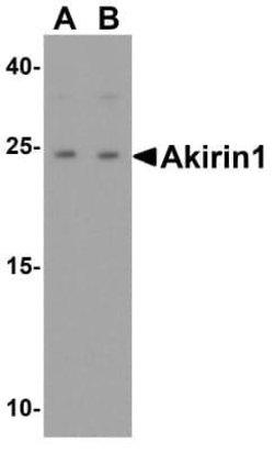 AKIRIN1 Antibody - BSA Free, Novus Biologicals 0.1 mg | Buy Online | Novus Biologicals | Fisher Scientific