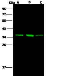 AKR1B1 Rabbit anti-Human, Clone: 109, Novus Biologicals:Antibodies:Primary