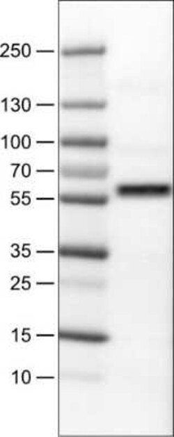 AKT1 Antibody (CL0887), Novus Biologicals 0.1 mL, Unconjugated:Antibodies,