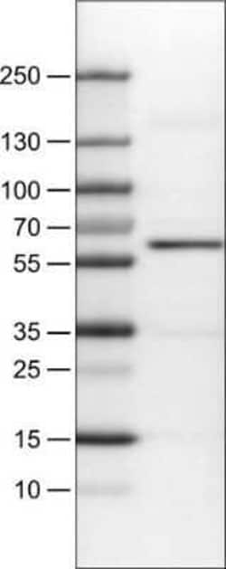 AKT1 Antibody (CL0899), Novus Biologicals:Antibodies:Primary Antibodies