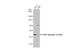 AKT1, p Ser129 Antibody, Novus Biologicals 100 &mu;g | Buy Online | Novus Biologicals | Fisher Scientific