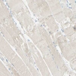 ALCAM/CD166 Antibody, Novus Biologicals 25 &mu;L | Buy Online | Novus Biologicals | Fisher Scientific