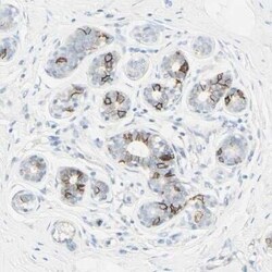 ALCAM/CD166 Antibody, Novus Biologicals 25 &mu;L | Buy Online | Novus Biologicals | Fisher Scientific