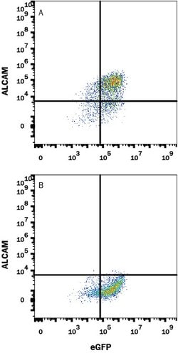 Human ALCAM/CD166 Antibody, R D Systems:Antibodies:Primary Antibodies