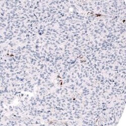 ALDH1A3 Mouse anti-Human, Clone: CL11968, Novus Biologicals 100 &mu;g | Buy Online | Novus Biologicals | Fisher Scientific