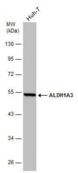 ALDH1A3 Antibody (GT926), Novus Biologicals 100 &mu;g; Unconjugated:Antibodies,