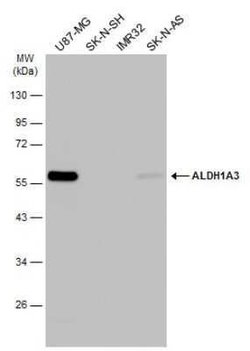 ALDH1A3 Antibody (GT926), Novus Biologicals 100 &mu;g; Unconjugated:Antibodies,