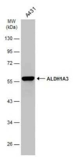 ALDH1A3 Antibody (GT926), Novus Biologicals 100 &mu;g; Unconjugated:Antibodies,
