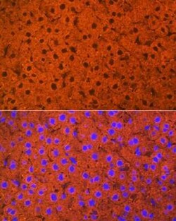 ALDH1L1 Rabbit anti-Human, Mouse, Rat, Clone: 6H10Y3, Novus Biologicals 20 &mu;g | Buy Online | Novus Biologicals | Fisher Scientific