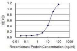 ALDH1L1 Antibody (3E9), Novus Biologicals 50 &mu;g | Buy Online | Novus Biologicals | Fisher Scientific