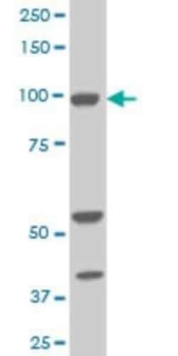 ALDH1L1 Antibody (3E9), Novus Biologicals 50 &mu;g | Buy Online | Novus Biologicals | Fisher Scientific