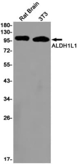 ALDH1L1 Antibody (S06-2E9), Novus Biologicals 100 &mu;g; Unconjugated:Antibodies,