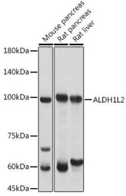 ALDH1L2 Antibody - Azide and BSA Free, Novus Biologicals 0.02 mL, Unconjugated:Antibodies,