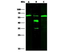 ALDH7A1 Antibody, Novus Biologicals 50 &mu;g | Buy Online | Novus Biologicals | Fisher Scientific