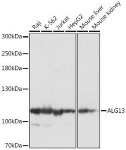 ALG13 Antibody - Azide and BSA Free, Novus Biologicals 0.02 mL, Unconjugated:Antibodies,