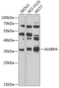 ALKBH4 Antibody - BSA Free, Novus Biologicals:Antibodies:Primary Antibodies