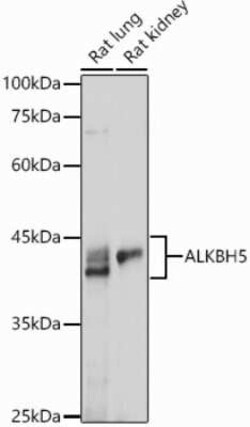 ALKBH5 Antibody - Azide and BSA Free, Novus Biologicals 0.02 mL, Unconjugated:Antibodies,