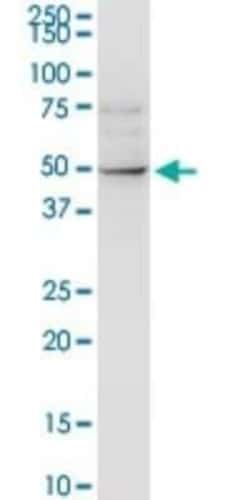 ALLC Antibody, Novus Biologicals 0.1 mg | Buy Online | Novus Biologicals | Fisher Scientific